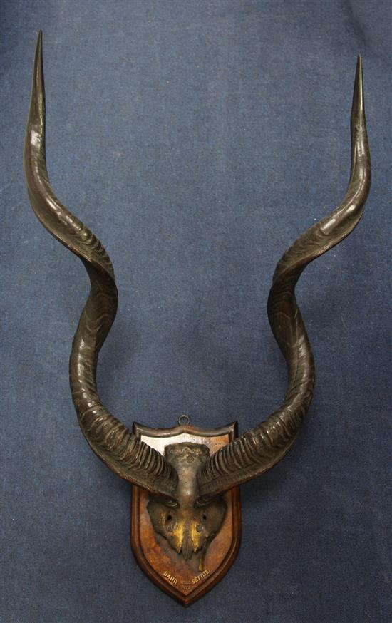 Two sets of antelope horns, H.1ft 9in.
